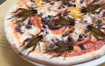 Ile robaków w bułce a ile w pizzy? Nowe regulacje Komisji Europejskiej