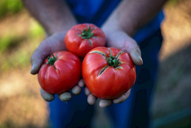 Pomidor - kalorie, kcal, ile waży